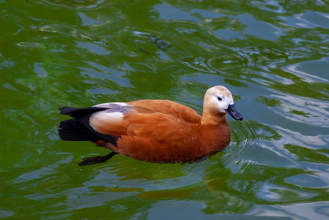 orange duck