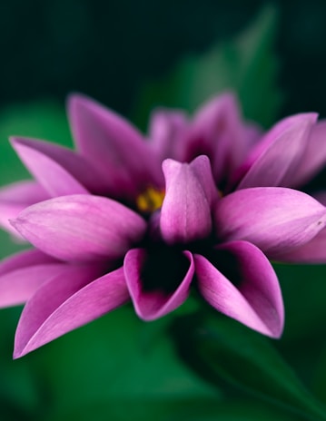 Close-up of a vibrant pink flower unfolding its petals in morning light