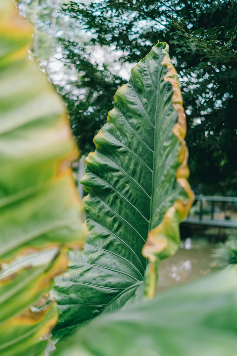 green taro plant