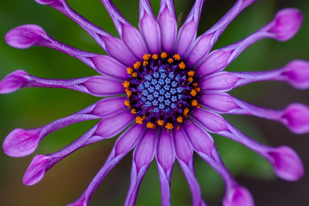 purple petaled flower