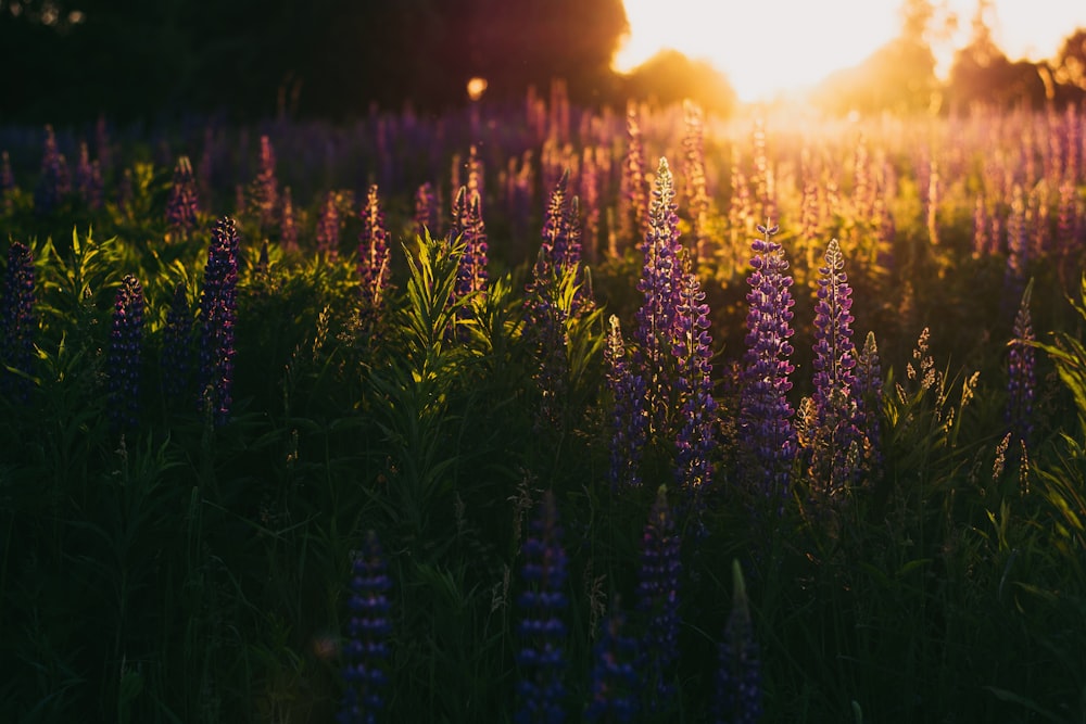 selective focus photography of purple flower field