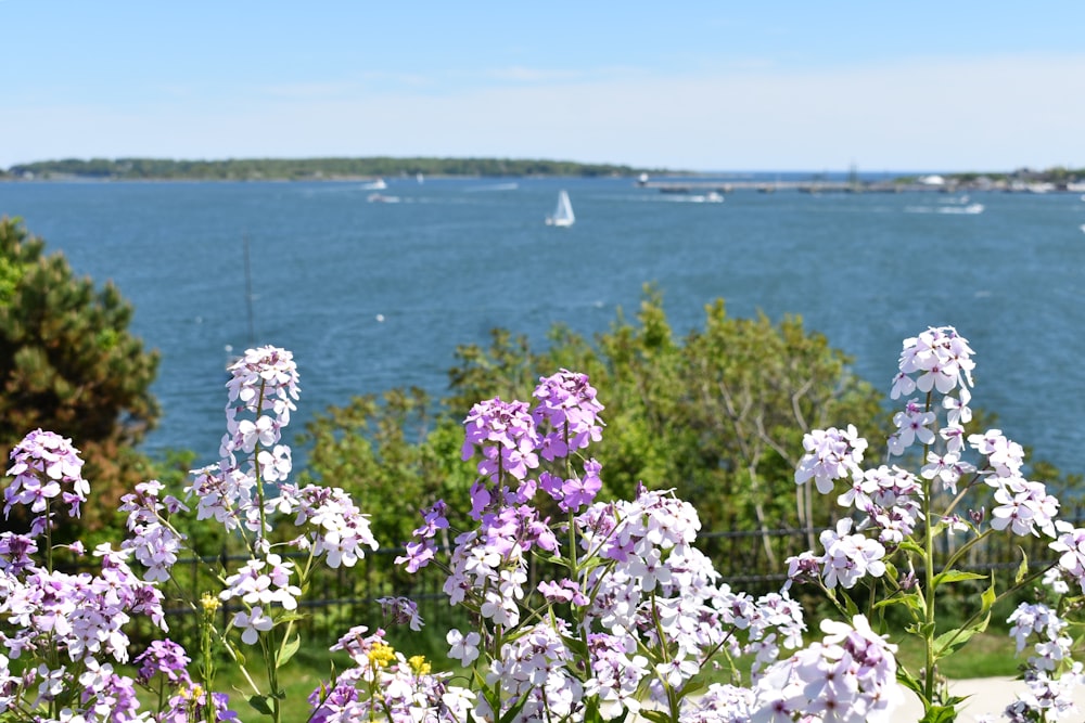 purple and white flowers in front of a body of water