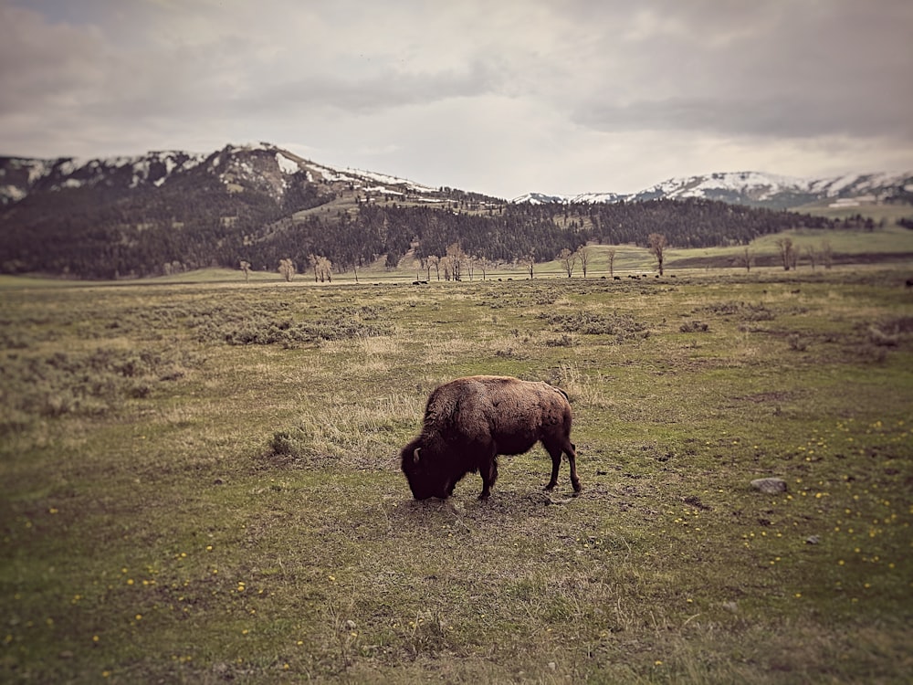 brown animal on green grass field during daytime