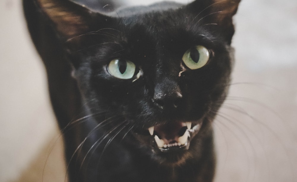 chat à poil noir