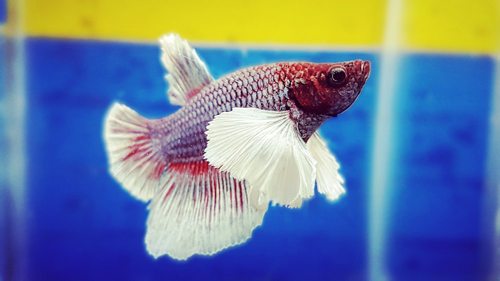 red and white betta fish photo