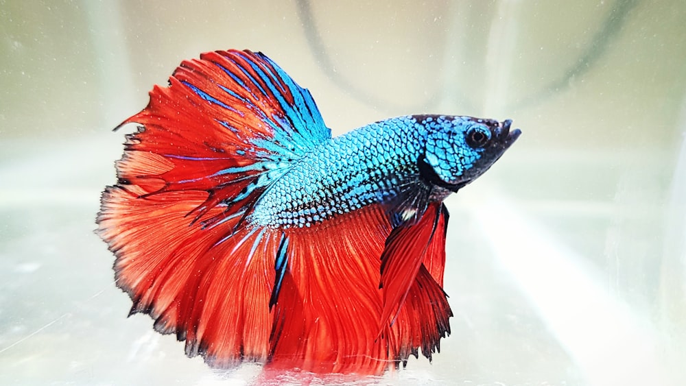 peixe betta vermelho e azul