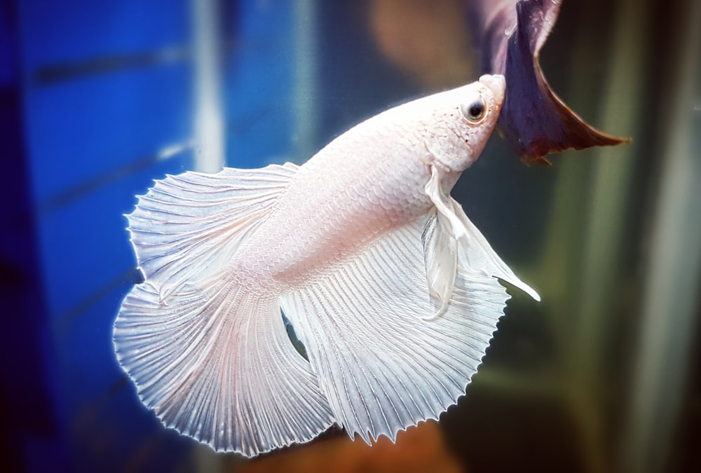 Pez betta blanco