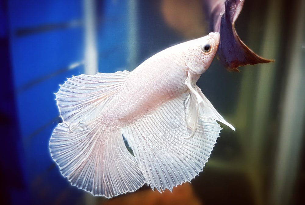 white betta fish