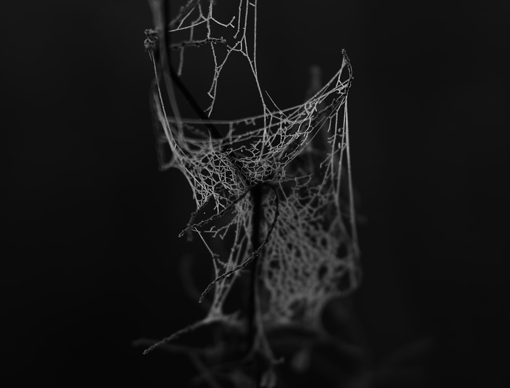 grayscale photo of a spider's web