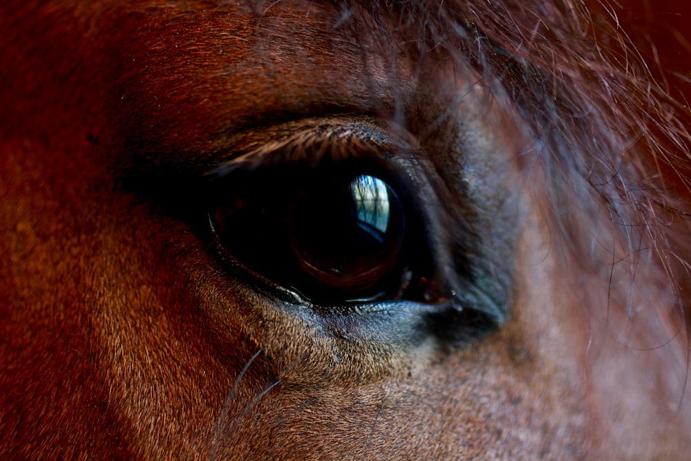 a close up of a brown horse's eye