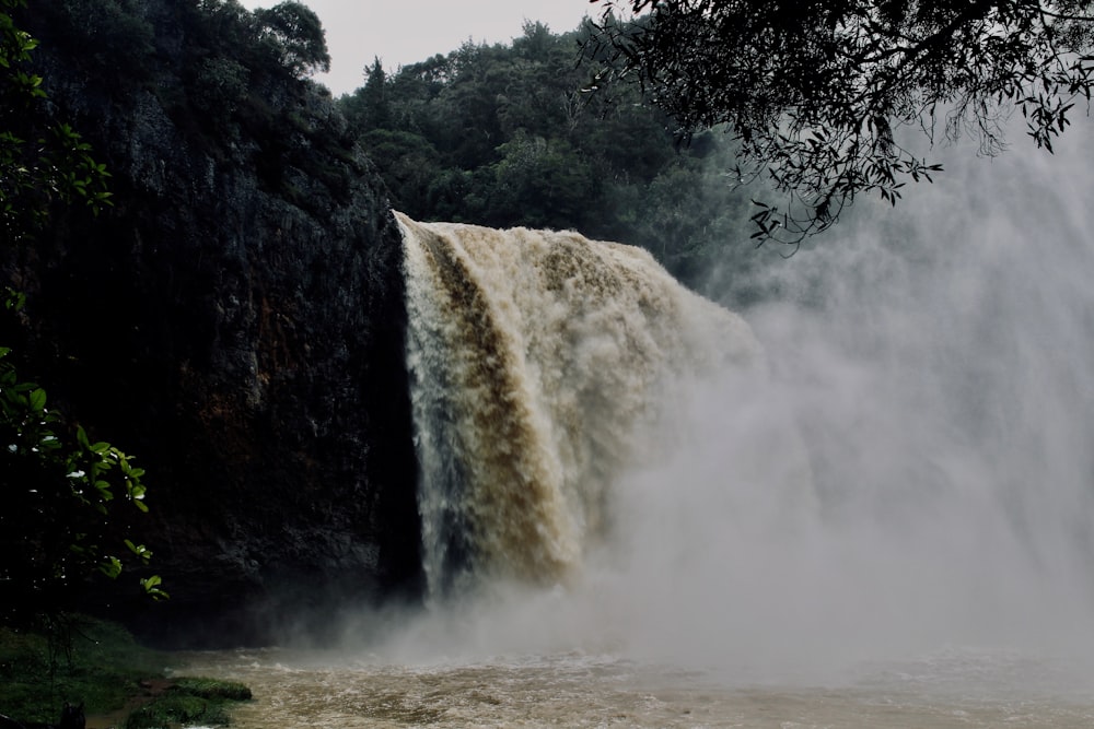 waterfalls surrounded by green plants