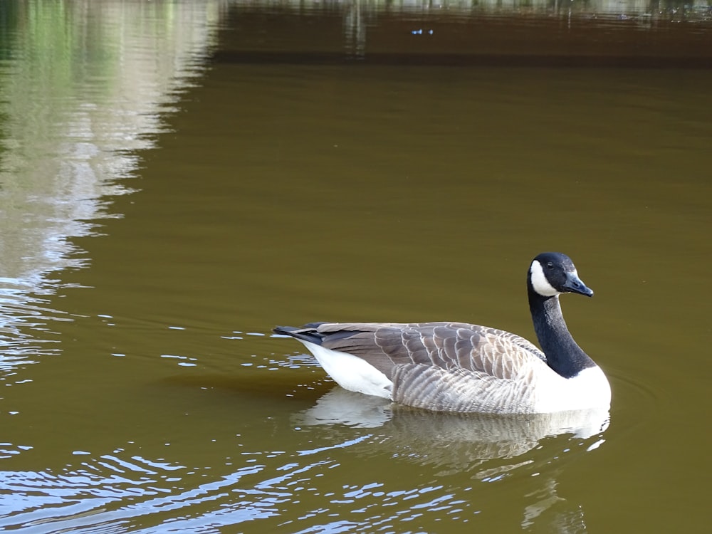 white and gray goose