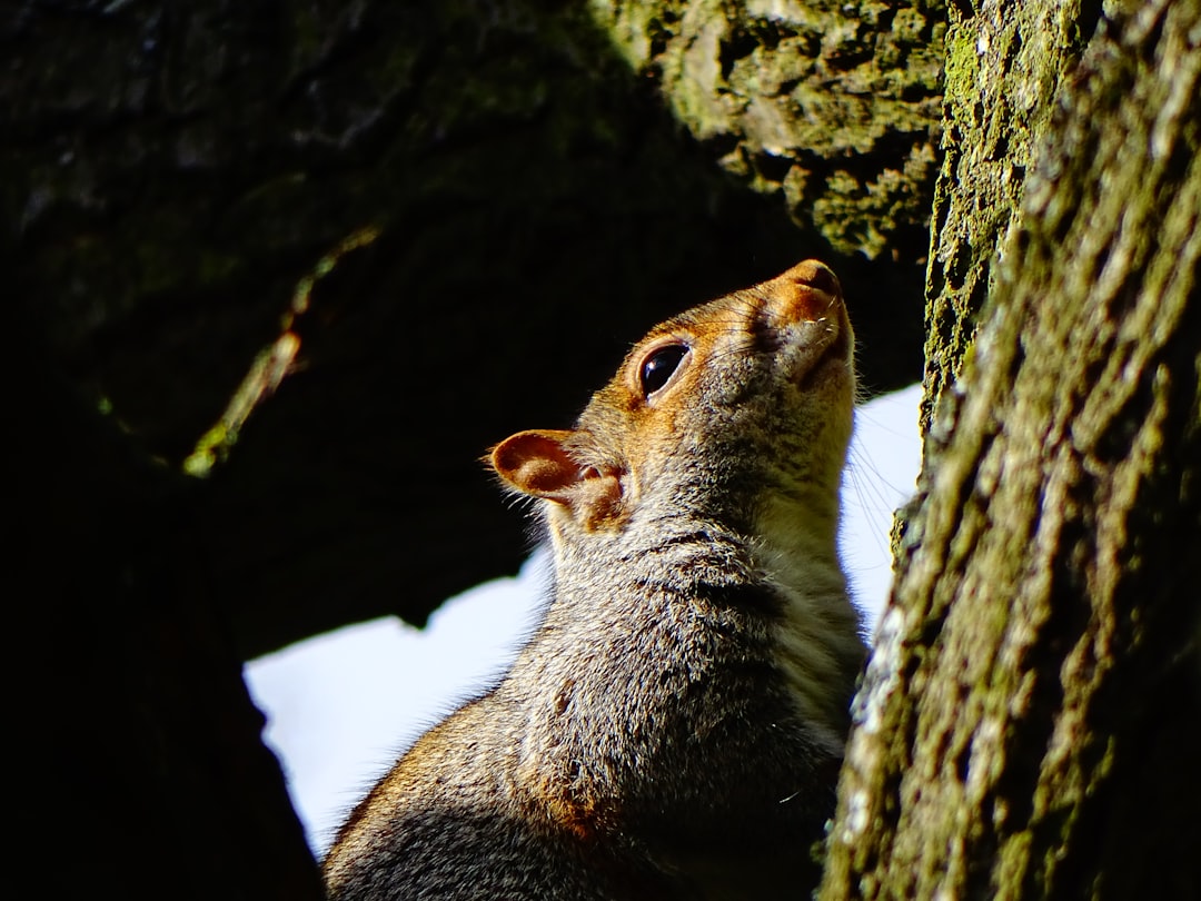 Wildlife photo spot Unnamed Road Bushy Park