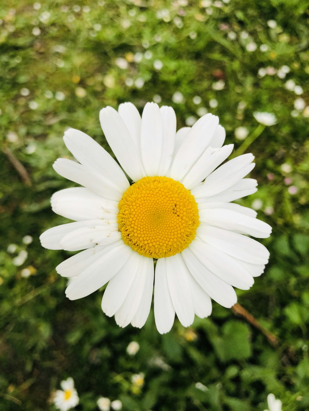 white daisy flower