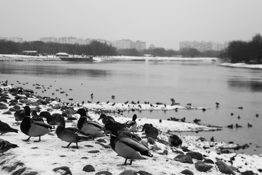 a flock of ducks standing on top of a snow covered beach