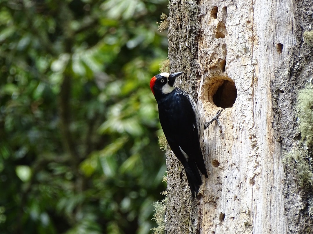 woodpecker