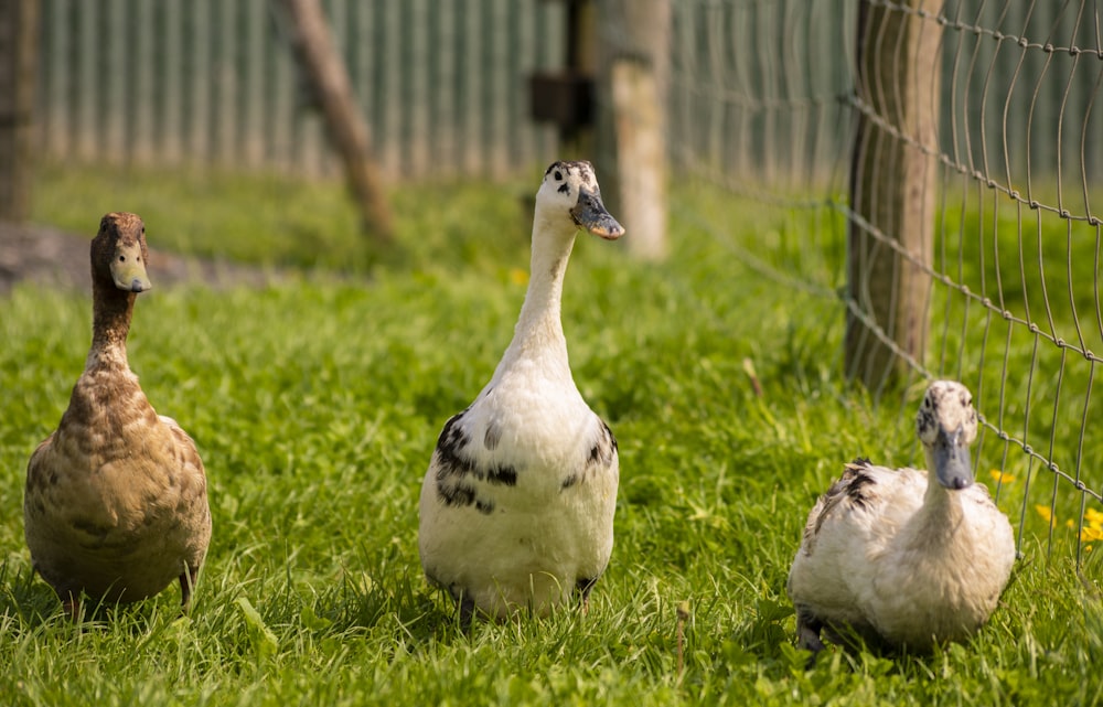 white duck