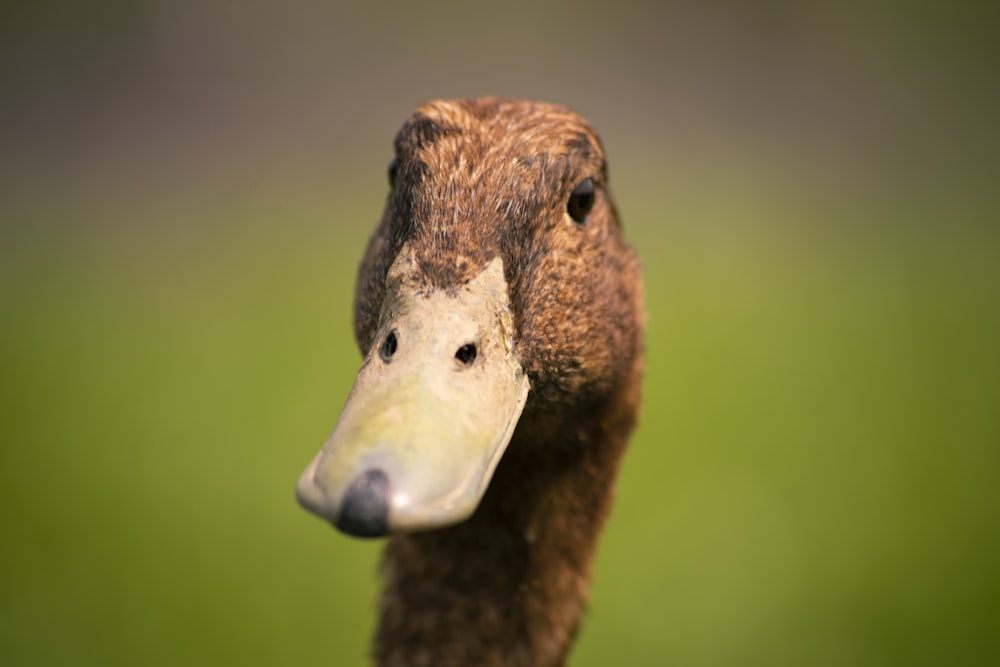 brown duck close-up photo