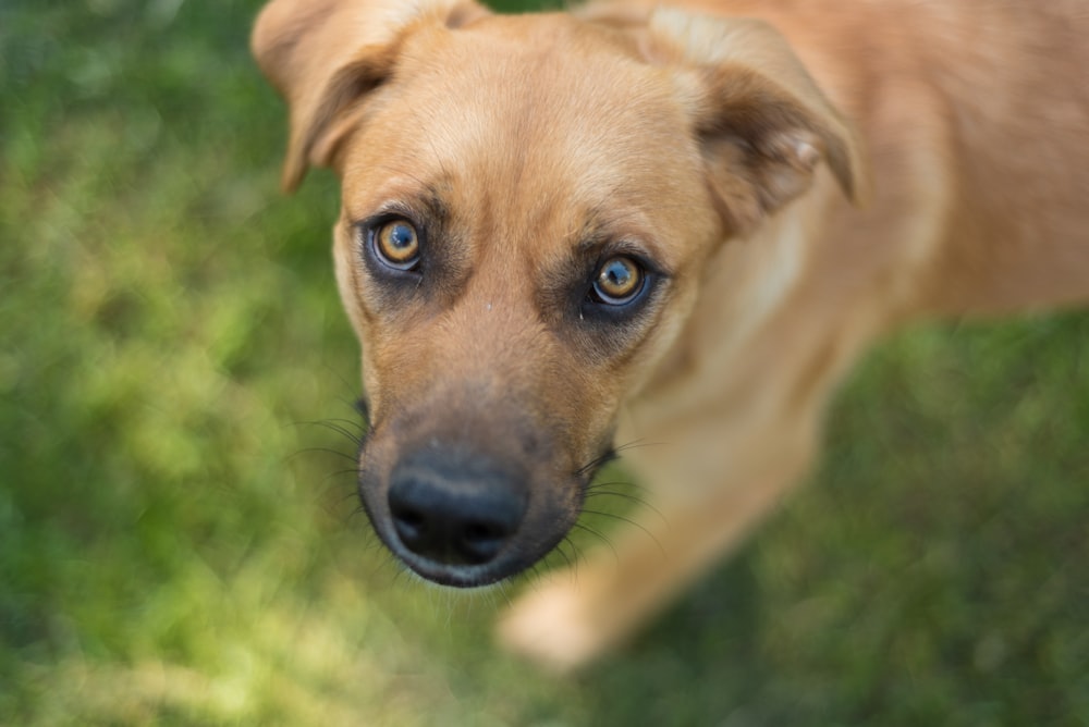 shallow focus photography of short-coated brown dog