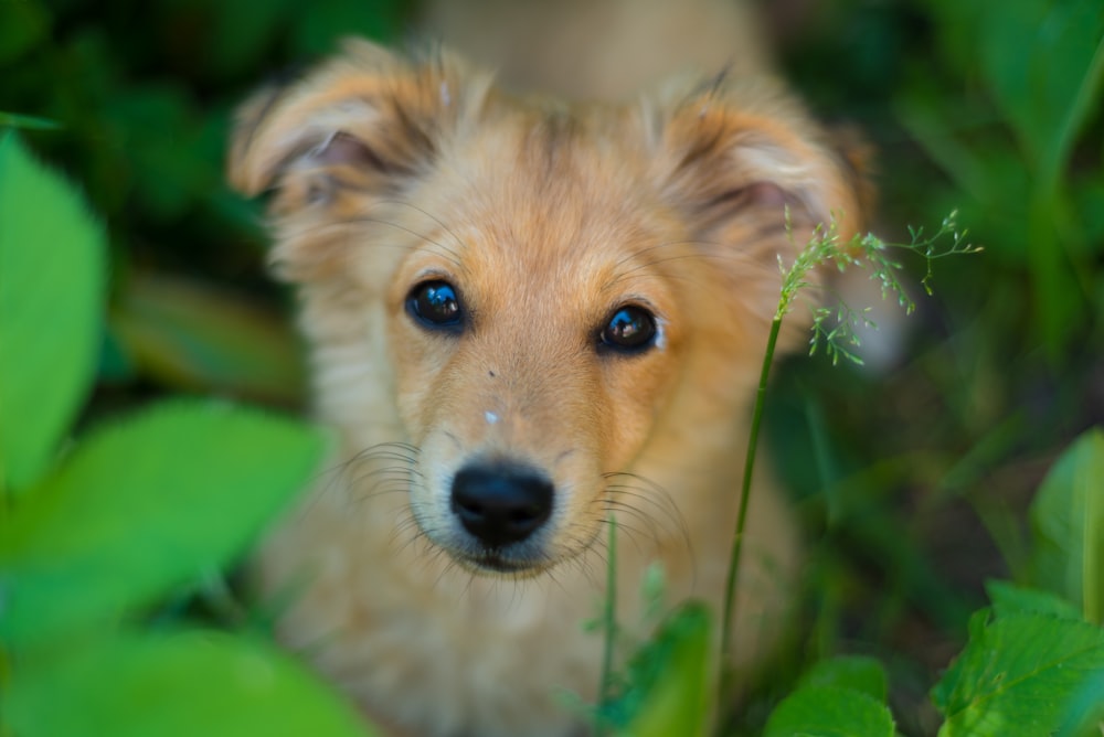 short-coated tan dog