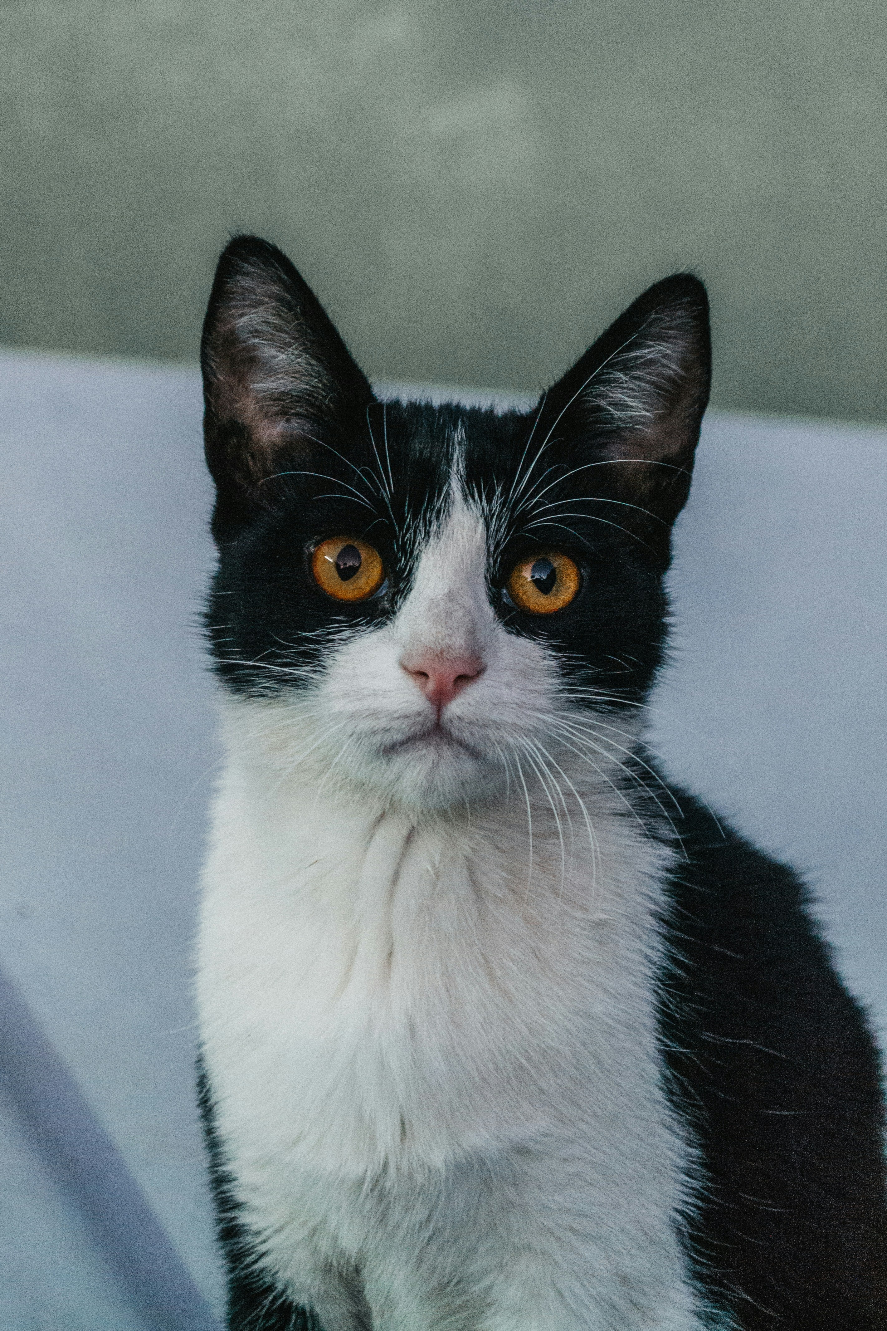 黒と白のタキシード猫の写真 Unsplashで見つけるグレーの無料写真