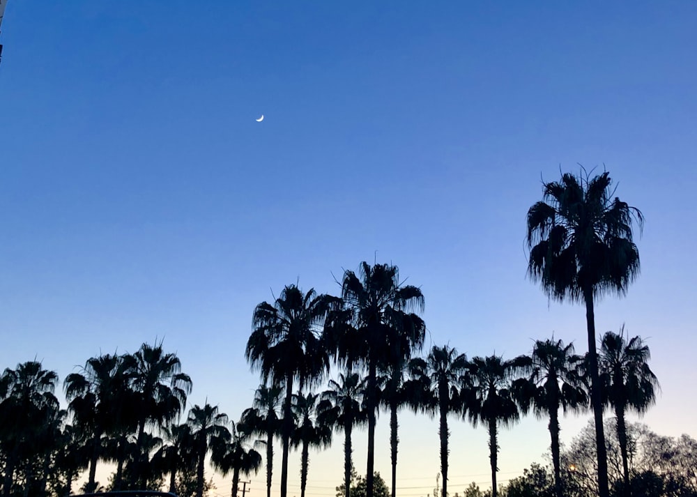a row of palm trees with a moon in the background