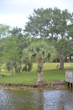 A serene park area with palm trees and seating.