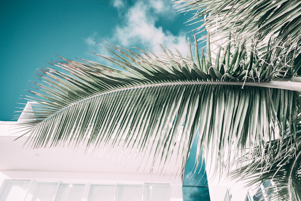 a palm tree with a blue sky in the background