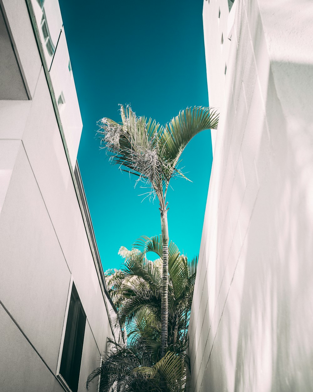 a palm tree in between two buildings on a sunny day