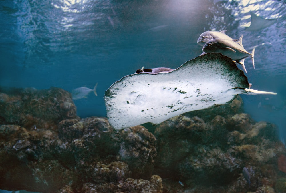 underwater photo of a manta ray