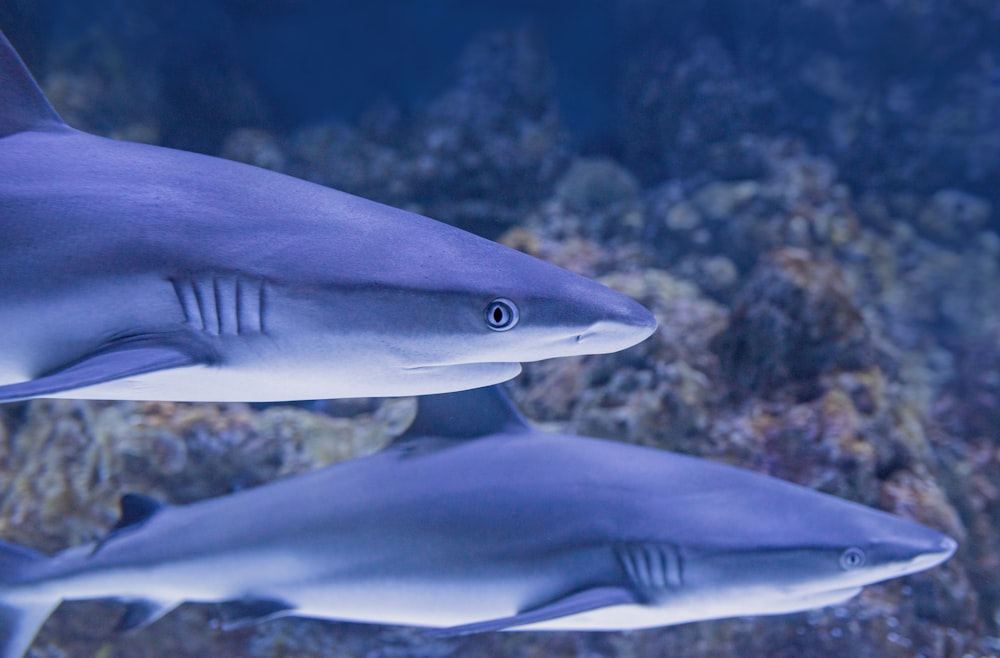 two grey sharks