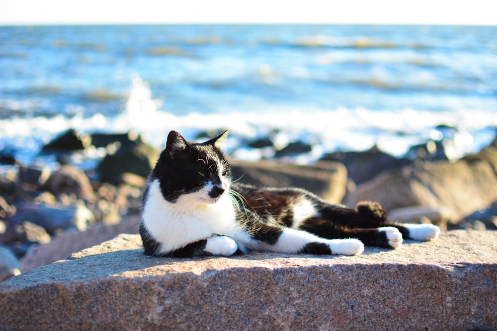 tuxedo cat on rock at shore