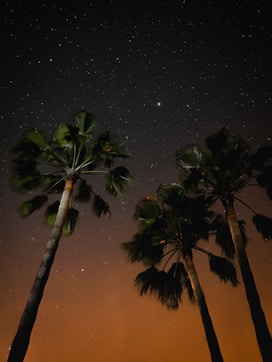 Luminisle Star Gaze
