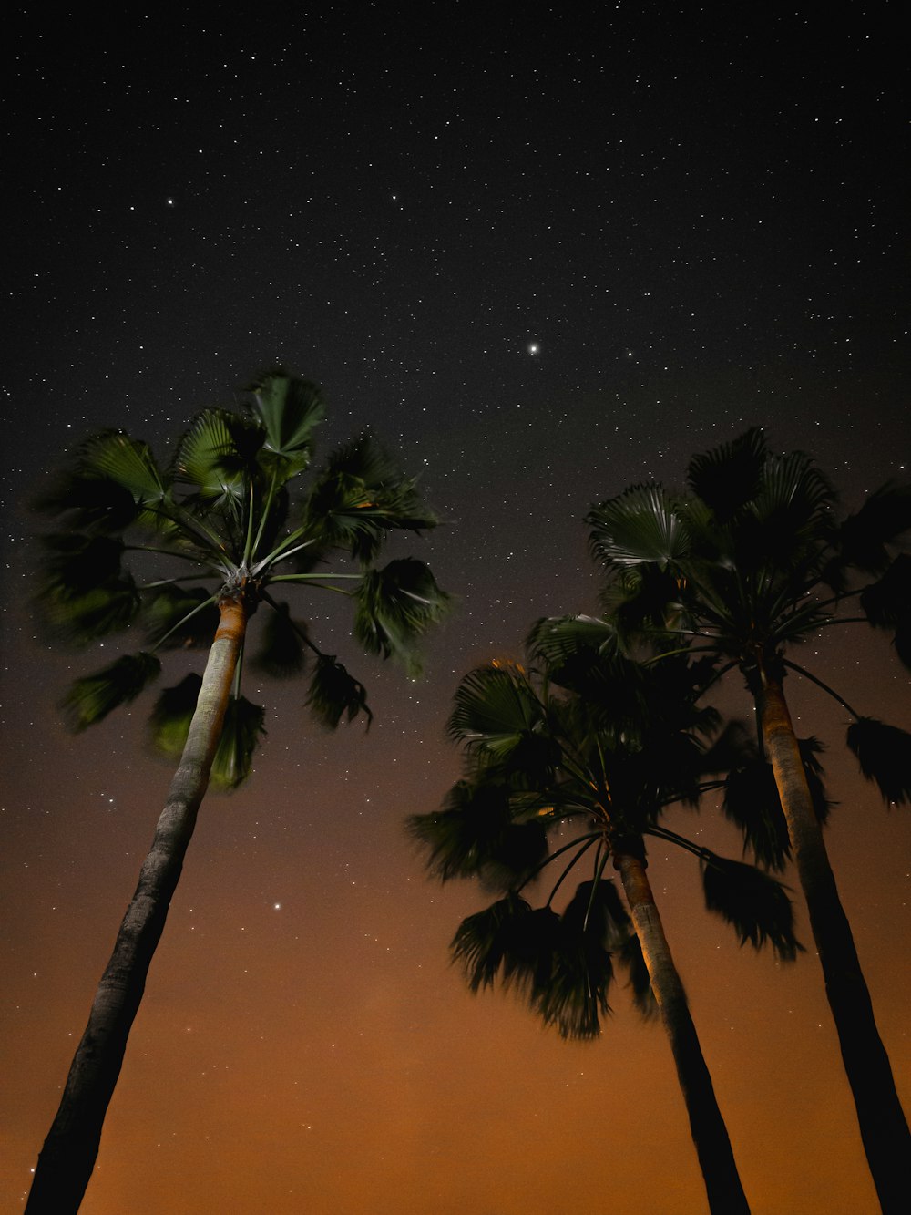 three coconut trees during nighttime