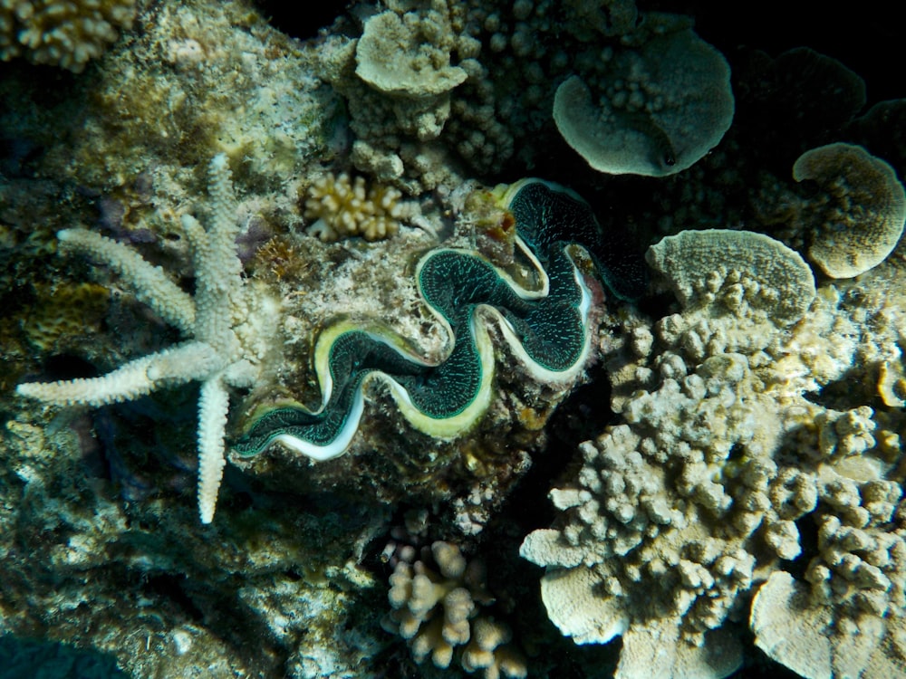 white corals under water