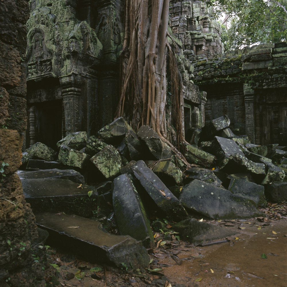 ruínas rochosas por árvore durante o dia