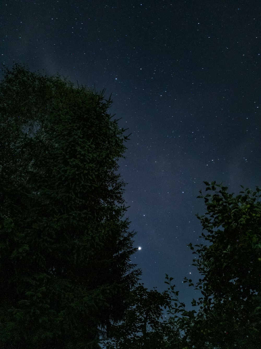 Green Leafed Tree At Nighttime Photo Free Nature Image On Unsplash Green Leafed Tree At Nighttime Photo Free Nature Image On Unsplash
