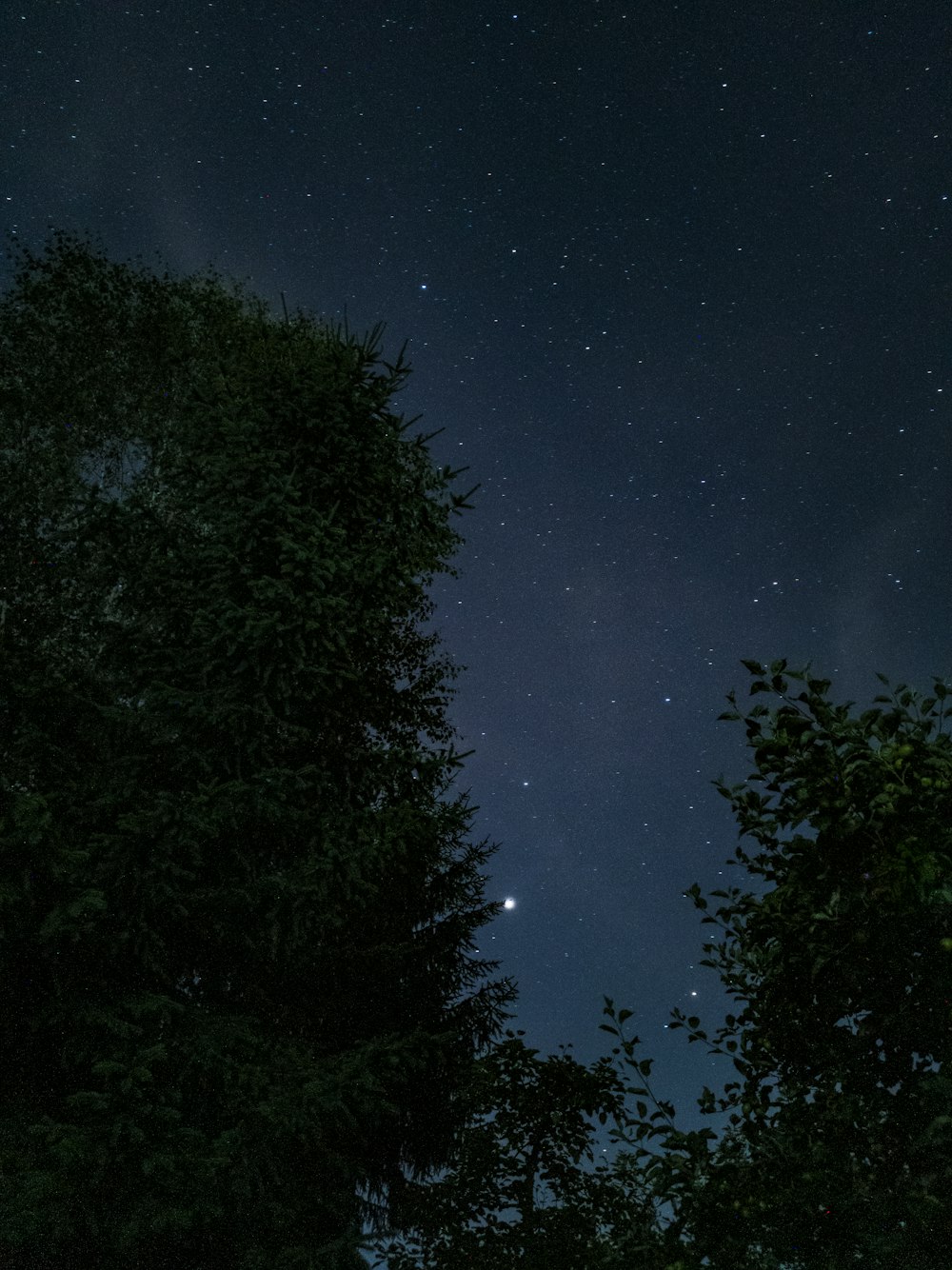 grün belaubter Baum in der Nacht