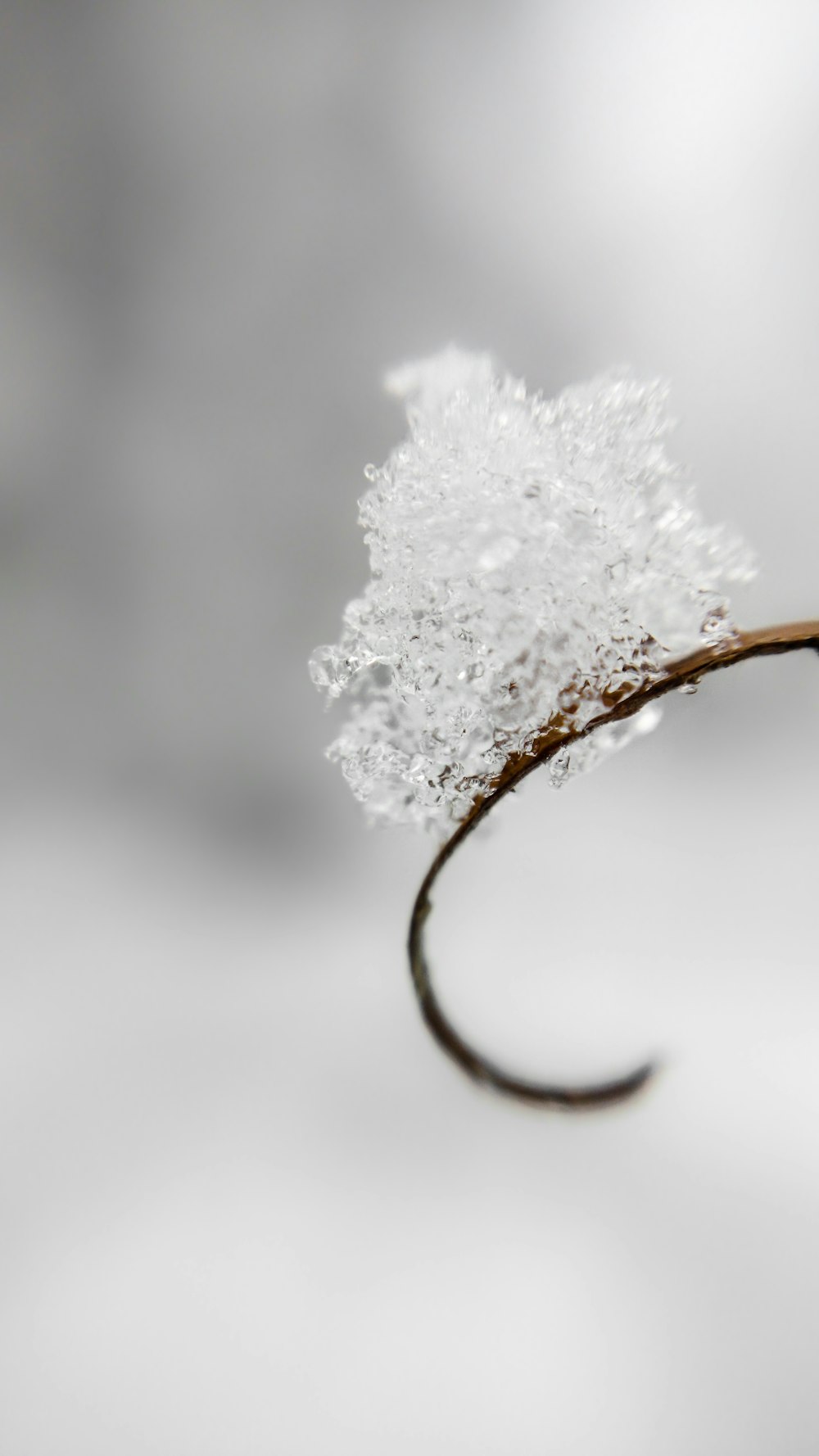 un primo piano di un piccolo fiore bianco