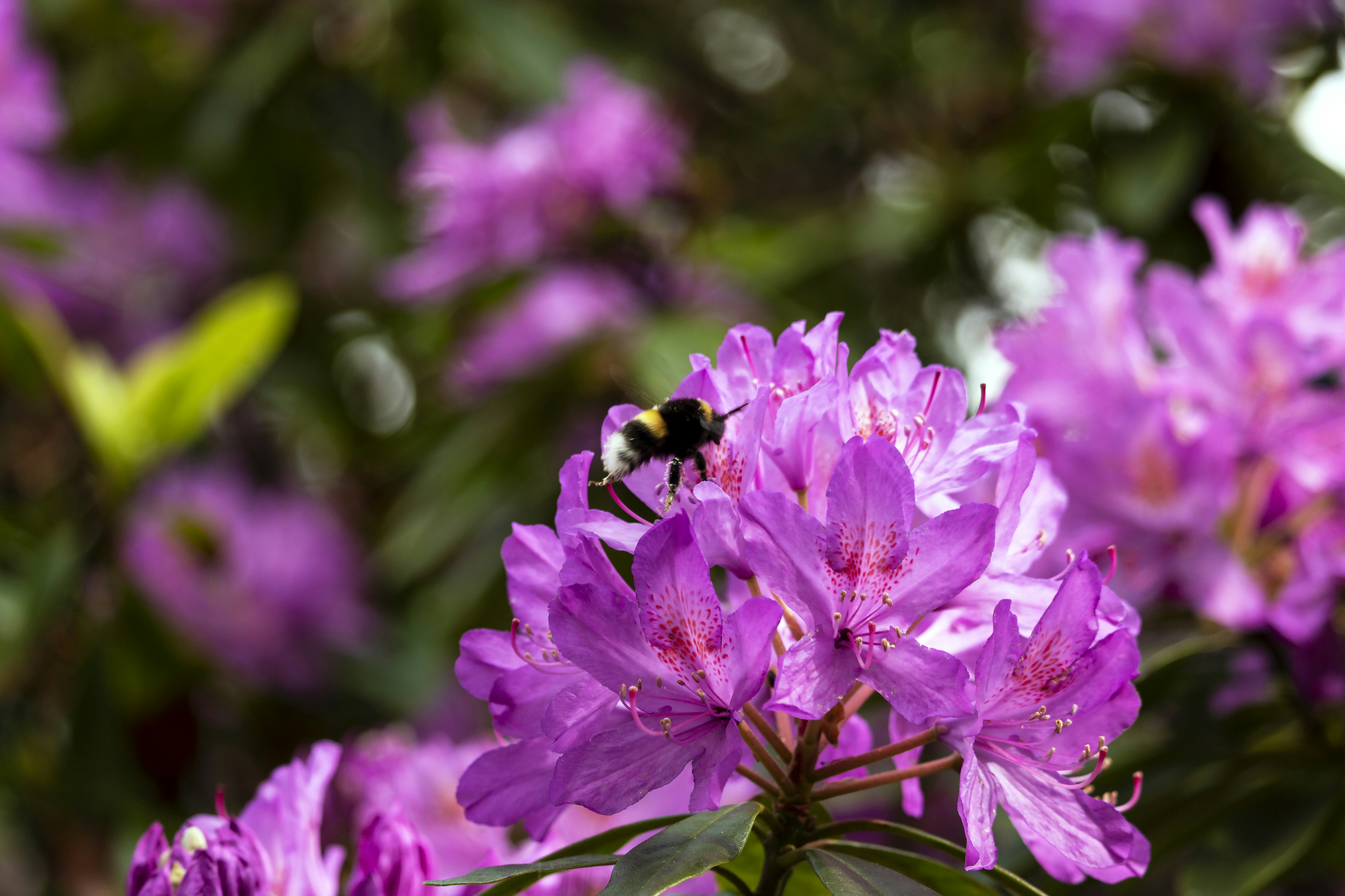 close-up photography of purple-petaled flower