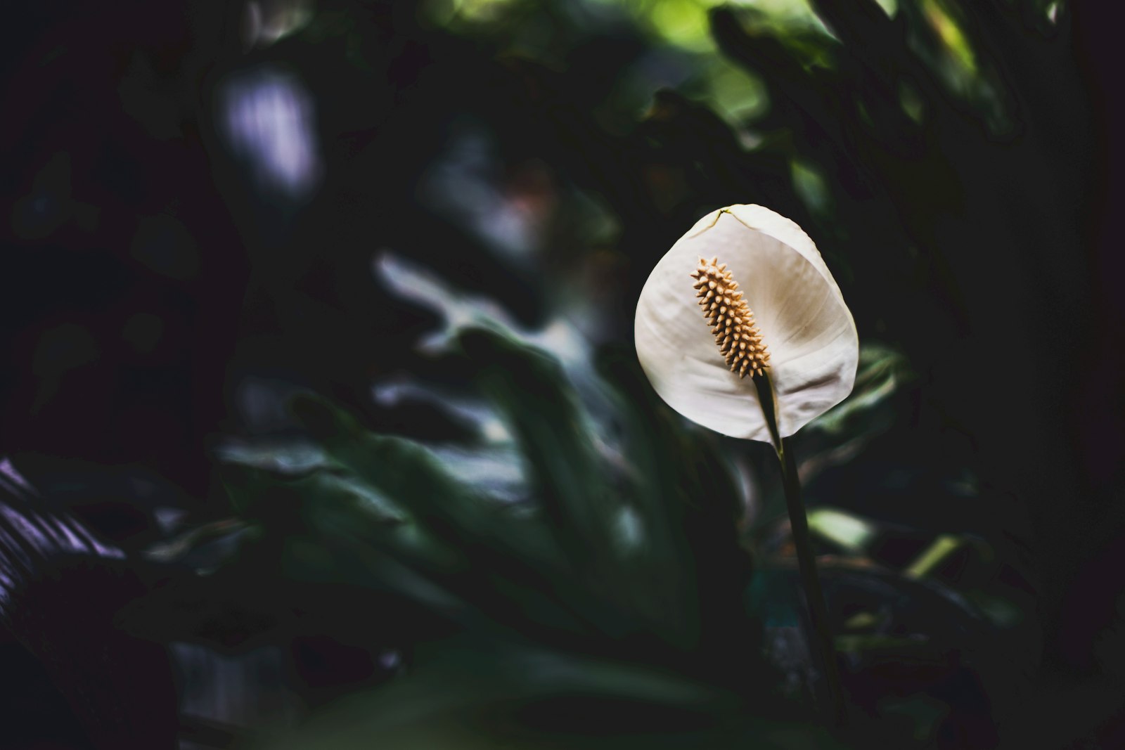 Nikon D850 + Nikon AF-S Nikkor 50mm F1.4G sample photo. White anthorium on bloom photography