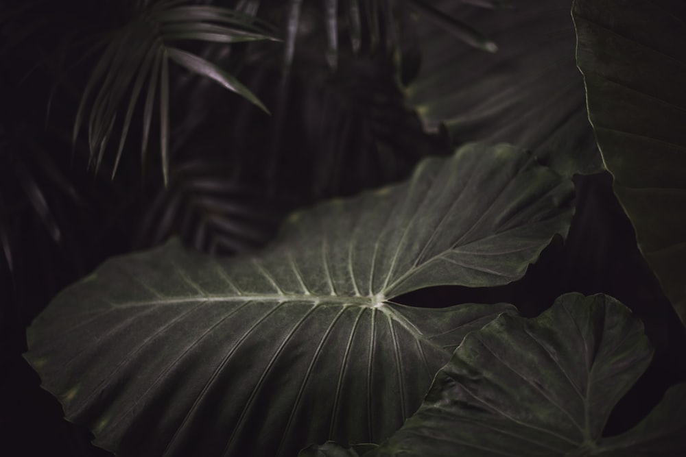 a close up of a large leafy plant