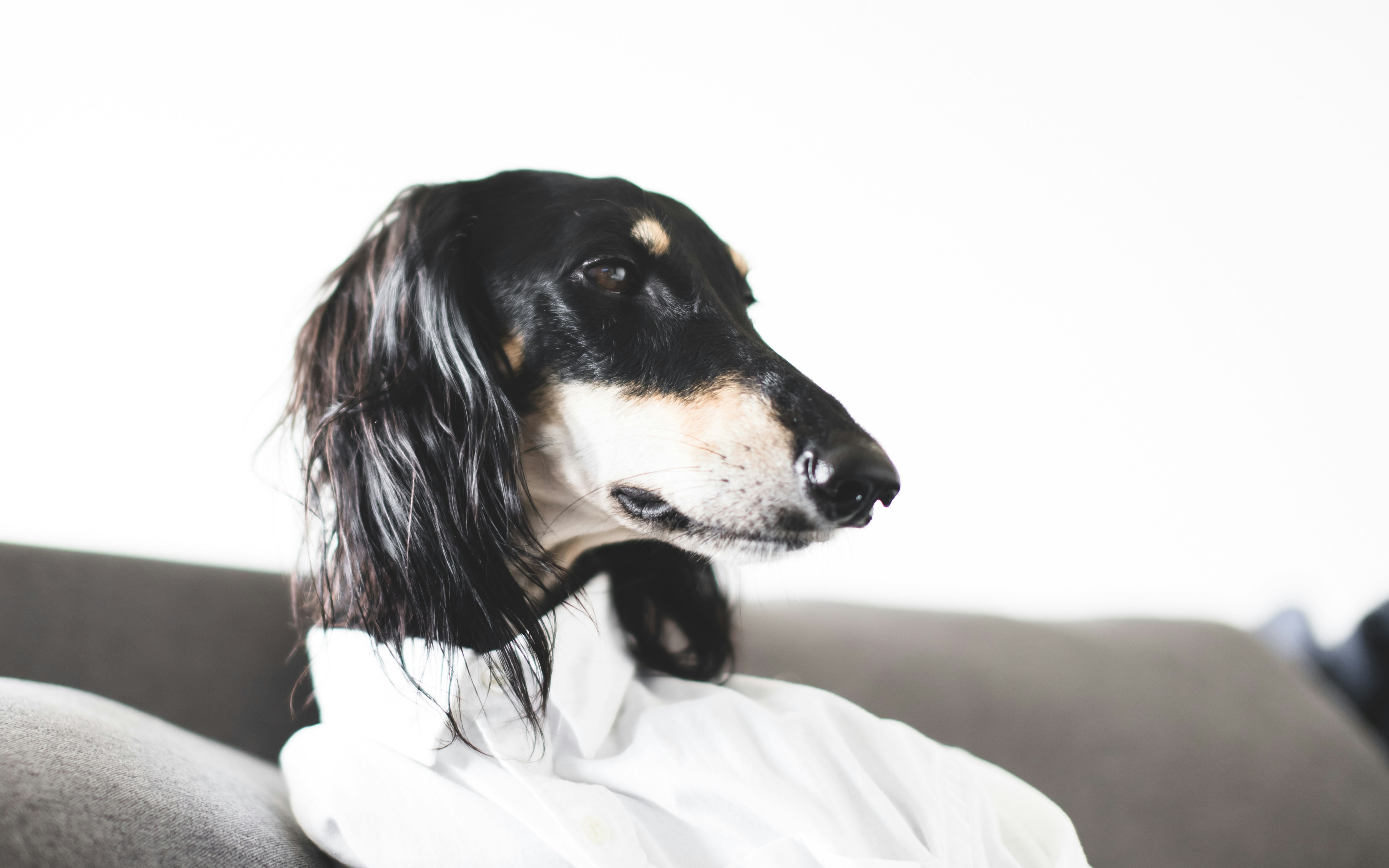 Saluki adulto negro y fuego