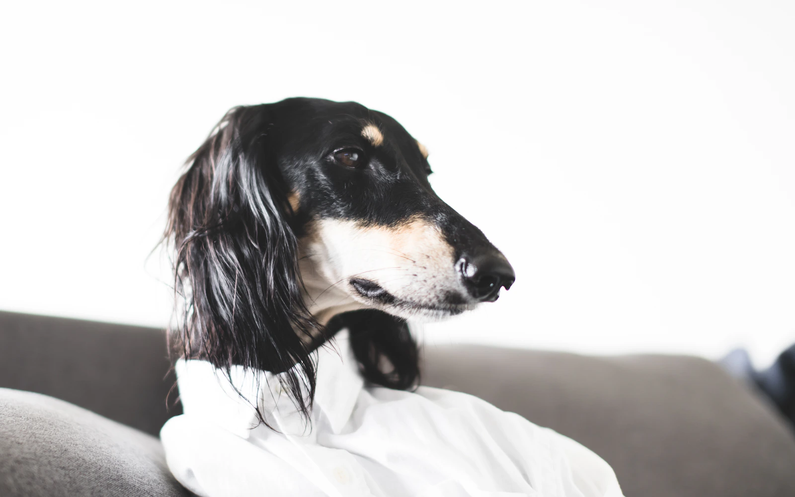 Adult black and tan Saluki sighthound portrait, photo on Unsplash