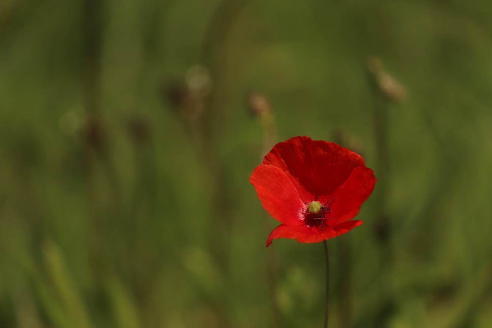 Foto de enfoque selectivo de flor de amapola roja