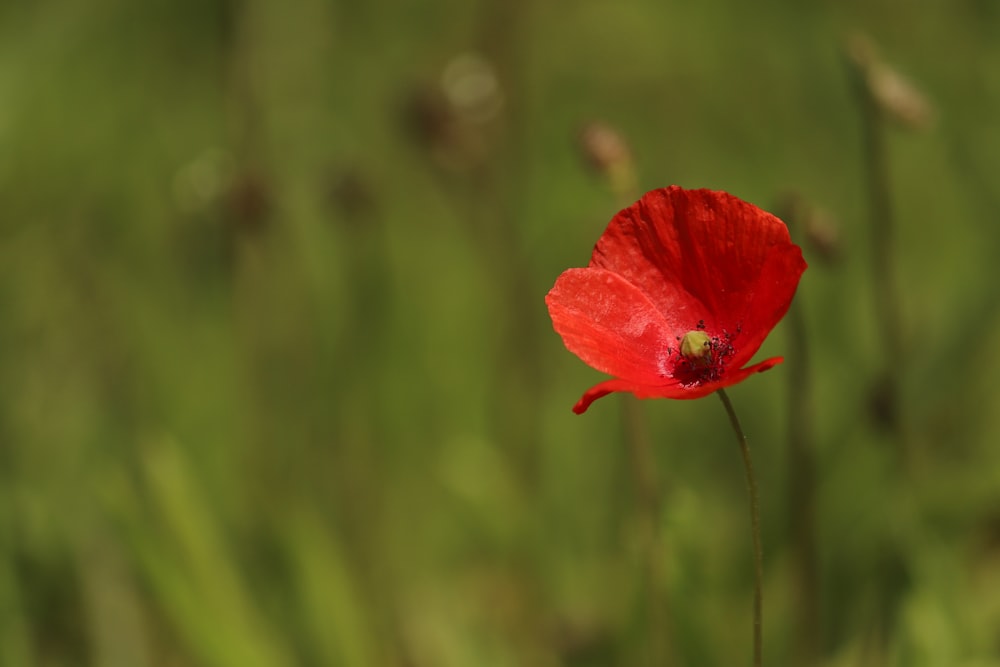 flor de amapola roja en flor