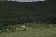 A quiet golf cart path winding through lush forest green fairways.