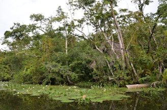 A serene natural landscape featuring a lush, green forest with tall trees surrounding a thatched-roof structure partially hidden by foliage. A calm body of water covered with lily pads and small white flowers occupies the foreground, reflecting the greenery above. A small wooden canoe rests near the water's edge.