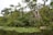 A serene natural landscape featuring a lush, green forest with tall trees surrounding a thatched-roof structure partially hidden by foliage. A calm body of water covered with lily pads and small white flowers occupies the foreground, reflecting the greenery above. A small wooden canoe rests near the water's edge.