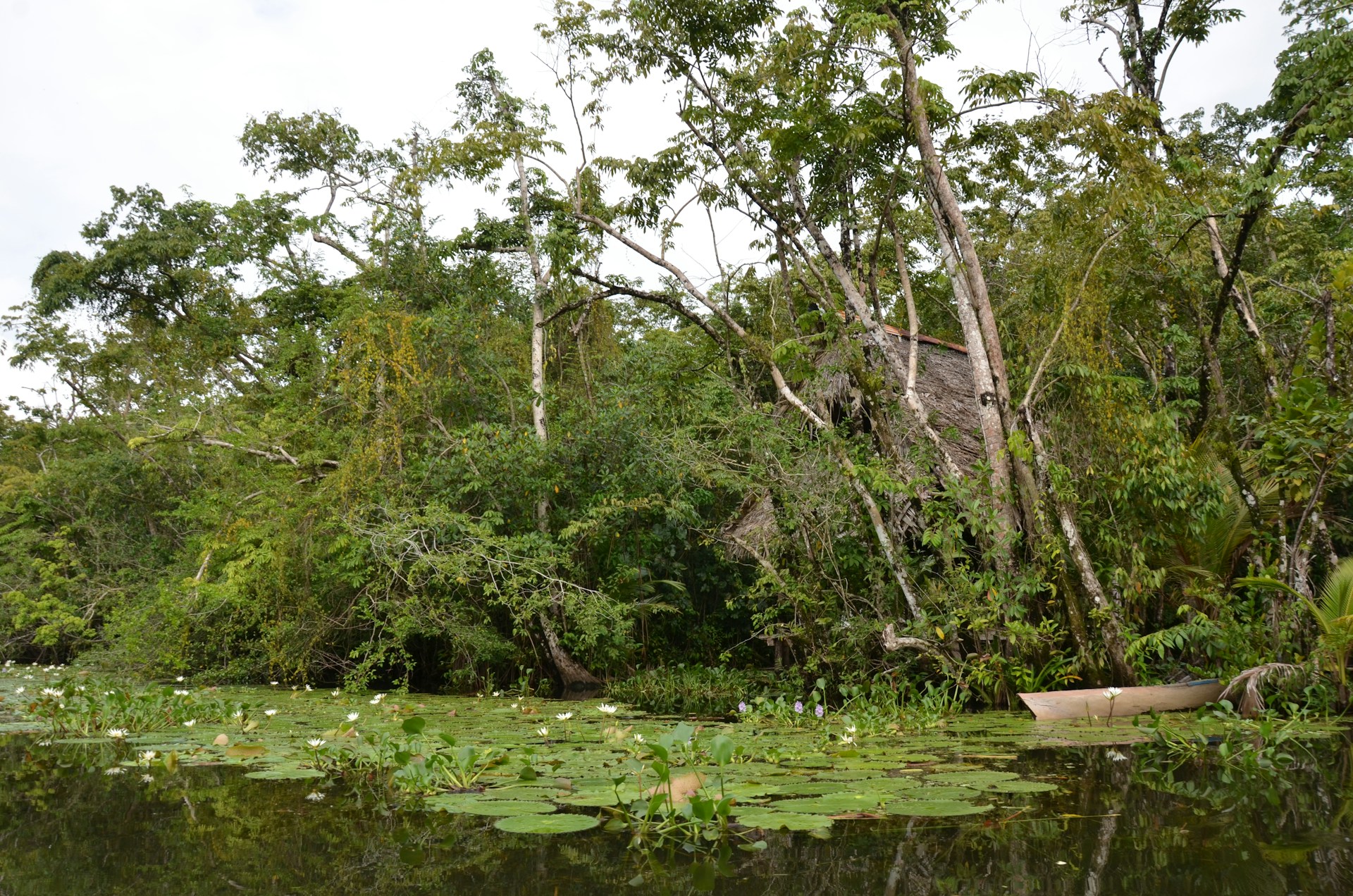 A serene natural landscape featuring a lush, green forest with tall trees surrounding a thatched-roof structure partially hidden by foliage. A calm body of water covered with lily pads and small white flowers occupies the foreground, reflecting the greenery above. A small wooden canoe rests near the water's edge.